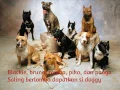 Download Lagu Shaggy Dog - Anjing Kintamani + Lirik