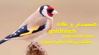                             تفکیک جنسیت سهره  سایره  نر و ماده دندنها
