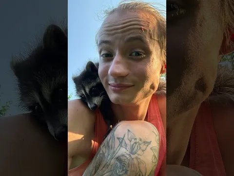 Кажется я завел енота 🙈 #животные #енотик #raccoon