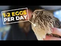 How Often Do Quail Lay Eggs