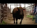 An unbelievable story of one of the rankest bulls Ricky Vaughn