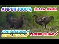 Download Lagu Suara pikat ayam hutan hijau jantan, betina . memanggil ayam hutan yang lain. TERBARU  AMPUH‼️