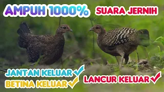 suara pikat ayam hutan hijau jantan betina memanggil ayam hutan yang lain terbaru ampuh 