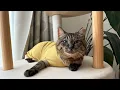 Download Lagu 元地域猫のミミです