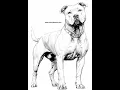 Dog and Puppy Coloring Sheets 146