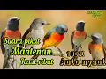 Download Lagu SUARA PIKAT MANTENAN ATAU SEPAH KECIL DI ALAM LIAR RiBUT AUTO DAPAT