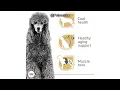 Royal Canin Poodle Adult Dry Dog Food Review Is It Worth the Price for Your Poodle