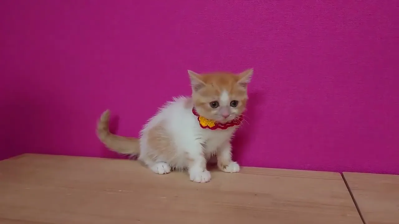動画