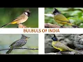 Lagu Bulbuls of India 🇮🇳 | Birds | Indian Birds