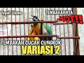 Download Lagu Cucak Cungkok Istimewa Gacor Tembakan Pedas - Masteran Murai Batu Dll