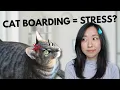 How to Find a Good Cat Sitter When Traveling