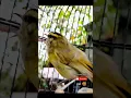 Download Lagu cikrak daun gacor #cikrakdaun #parepare #burung #kicaumonster #burungmasteran #tweet #birds #2023