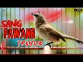 Lagu 🔴TERAPI MUSIM HUJAN🔴TRUCUKAN PIKAT GACOR ROPEL PANJANG! PANCINGAN MASTERAN TRUCUK PASTI NYAUT GACOR