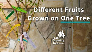 Different fruit grown on one tree video guide