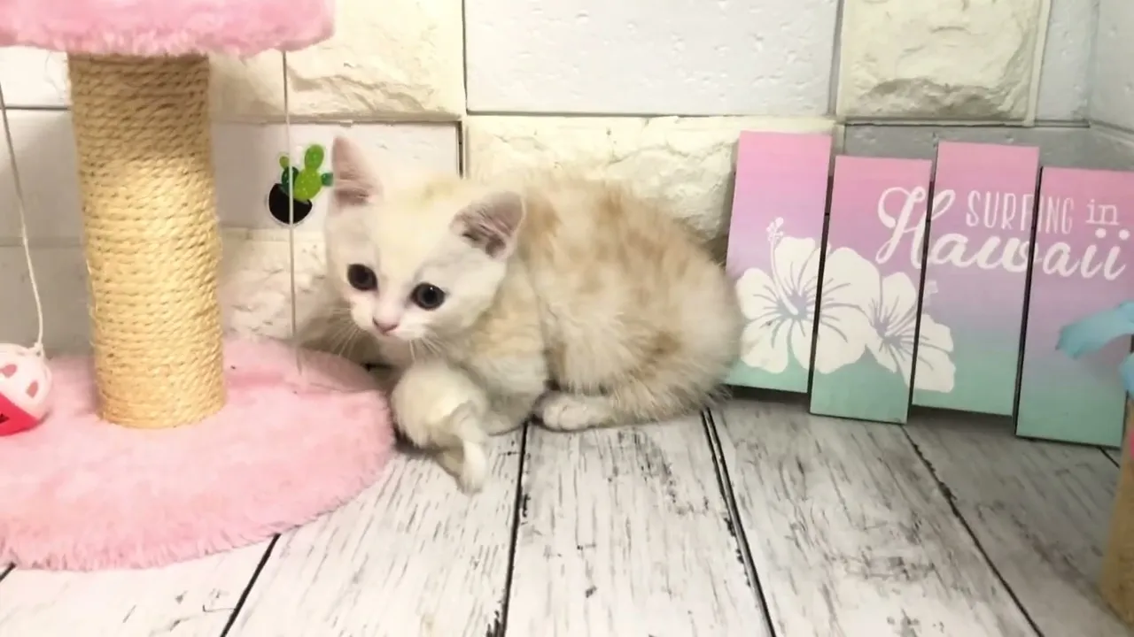 動画