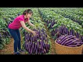 Lagu Harvesting Giant Purple Eggplants to Sell | A Record Price at Today’s Market