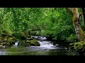 Download Lagu Relaxing Nature Sounds for Sleeping-Natural Calm Forest Waterfall Meditation Sound for Study