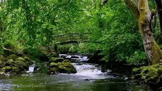 Relaxing Nature Sounds For Sleeping Natural Calm Forest Waterfall Music Meditation Sound For Study  Relaxing Nature Sounds For Sleeping Natural Calm Forest Waterfall Music Meditation Sound For Study