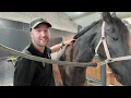Download Lagu Vlog 3: Ophalen van de jonge paarden | Friese Paarden TV