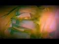 Roedelius & Arnold Kasar - Lifeline