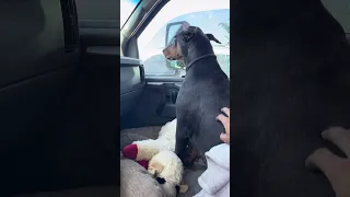 #fyp #dream #doberman #pets #youtube