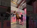 Download Lagu When you need a LADDER because your pony is BIG🥹❤️ #shorts #horse #equestrian
