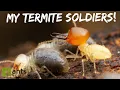 Download Lagu My Termite Colony Produced Massive Soldiers