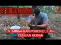 Lagu CARA MUDAH MEMBUAHKAN POHON DURIAN 
