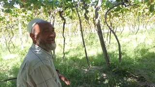 Муну жүзүм дейт, жүзүмдү бирден үзүп жейт.Жүзүмдүн мекенинен маек...