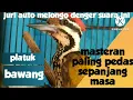 Download Lagu platuk bawang gacor durasi panjang