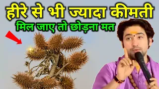 जंगल में छिपा हीरे से कीमती खजाना! छोटा धतूरा की पहचान करें, मिले तो मौका न गंवाएं # Bageshwar Dham