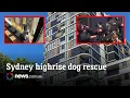 Missing dog in Sydney freed from high-rise ledge in tense rescue
