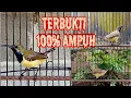 Download Lagu TERAPI SOGOK ONTONG AGAR CEPAT GACOR DAN MUDAH TERANGSANG BUNYI     #terapisogon #sogokontong #sogon