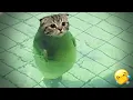 Lagu Funniest Cats and Dogs Clips 2026🐱🐱Try Not To Laugh🐱