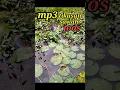 Download Lagu Razanya suara burung tikusan sawah