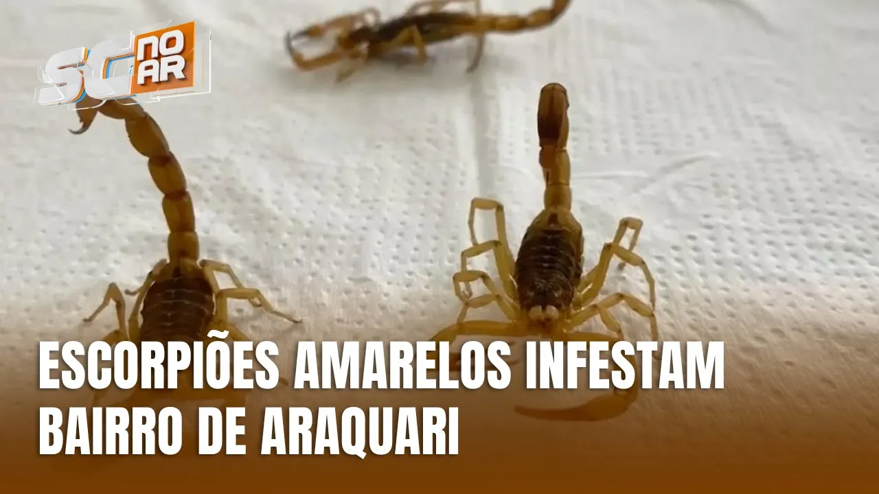 Infestação de escorpiões amarelos assusta moradores de Araquari