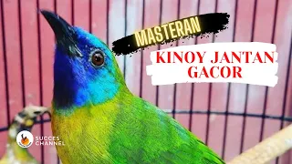 Download MASTERAN BURUNG MURAI PANCINGAN SUARA BURUNG KINOI GACOR, MASTERAN KINOY GACOR MP3