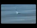 Wind Runner - Douran