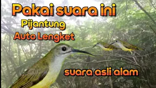 suara pikat pijantung pisang ribut asli alam