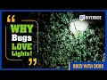 Download Lagu Why Do Insects Flock to Lights at Night?