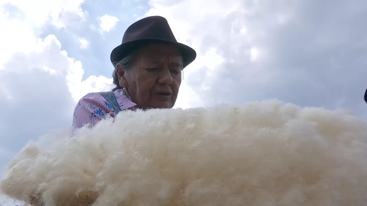 Outline Video Agricultura al Día / Así se esquila una oveja