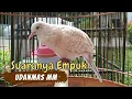 Download Lagu SUARA EMPUK PERKUTUT UDANMAS MATA MERAH