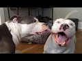Are Pitbulls the FUNNIEST DOGS - NEW Funny Dog s 2024