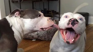 Are Pitbulls the FUNNIEST DOGS - NEW Funny Dog s 2024