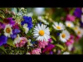 In 3 Minutes, Listen and Be Healed 🌿 Music That Heals the Soul \u0026 Calms the Mind | Quiet Healing 4K