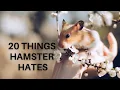 20 things hamster hates