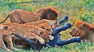 Lions Target Abandoned Baby Elephant