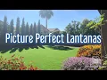 How to get Lantanas looking their Best