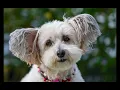Why Do Dogs Noses Turn Pink The Surprising Reasons Behind the Change