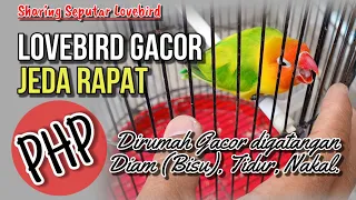 Download Lovebird Gacor Jeda Rapat || sharing Seputar Perawatan Lovebird MP3